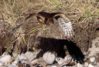 Northern Hawk, British Columbia, Canada CM11-07