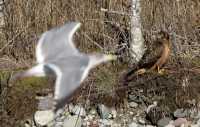 Northern Hawk, British Columbia, Canada CM11-08