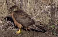 Northern Hawk, British Columbia, Canada CM11-09