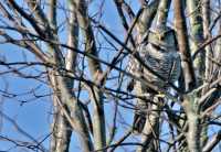 Northern Hawk Owl CM11-035