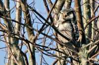 Northern Hawk Owl CM11-033