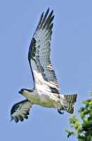 Osprey, West Coast of British Columbia, Canada CM11-001