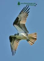 Highlight for Album: Osprey, British Columbia, Canadian Wildlife Stock Photos