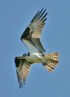 Osprey, West Coast of British Columbia, Canada CM11-002