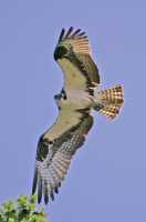 Osprey, West Coast of British Columbia, Canada CM11-003