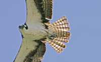 Osprey, West Coast of British Columbia, Canada CM11-004