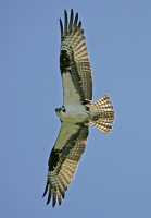 Osprey, West Coast of British Columbia, Canada CM11-005