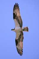 Osprey, West Coast of British Columbia, Canada CM11-006