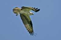 Osprey, British Columbia CM11-26