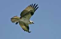 Osprey, British Columbia CM11-25