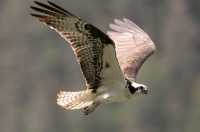 Osprey, British Columbia, Canada CM11-01