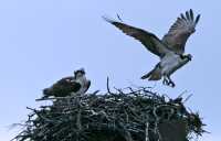 Osprey Family, Jasper National Park, Canada CM11-24