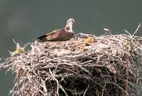 Osprey, British Columbia, Canada CM11-11