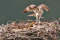 Osprey Family, British Columbia, Canada CM11-21