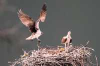 Osprey with Fish, British Columbia, Canada CM11-10