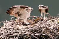 Osprey Family, British Columbia, Canada CM11-20