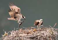 Osprey with Fish, British Columbia, Canada CM11-09