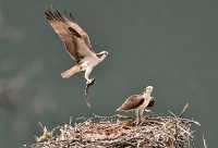 Osprey with Fish, British Columbia, Canada CM11-08