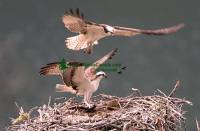 Highlight for Album: Osprey Family Photos, British Columbia, Canadian Wildlife Stock Photos