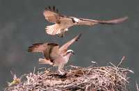 Osprey Family, British Columbia, Canada CM11-19