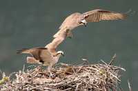 Osprey Family, British Columbia, Canada CM11-18