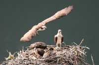 Osprey Family, British Columbia, Canada CM11-17