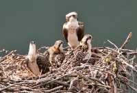 Osprey Family, British Columbia, Canada CM11-16