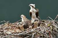 Osprey Family, British Columbia, Canada CM11-14