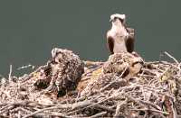 Osprey Family, British Columbia, Canada CM11-13