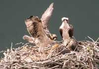 Osprey Family, British Columbia, Canada CM11-12