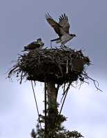 Osprey Family, Jasper National Park, Canada CM11-23 