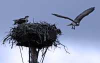 Osprey Family, Jasper National Park, Canada CM11-22 