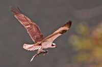 Osprey with Fish, British Columbia, Canada CM11-07