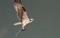 Osprey with Fish, British Columbia, Canada CM11-06