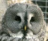 Barred Owl, Calgary Zoo, Alberta CM11-05