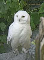 Snowy White Owl, Calgary Zoo, Alberta CM11-08