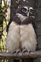 Spectacled Owl, Calgary Zoo, Alberta CM11-09