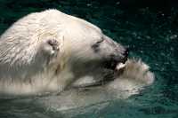 Polar Bears, Toronto Zoo, May 2010 CM11-006