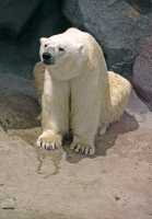 Polar Bears, Toronto Zoo, May 2010 CM11-011