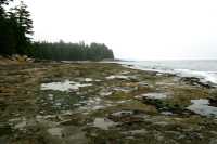 Port Renfrew Botanical Beach, Vancouver Island CM11-003