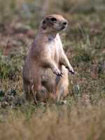 Black Tail Prairie Dog, Grasslands National Park, Saskatchewan, Canada CMX-002
