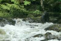 Black Bear Fishing, Haida Gwaii, British Columbia, Canada CM11-06