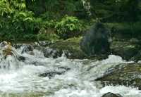 Black Bear Fishing, Haida Gwaii, British Columbia, Canada CM11-05