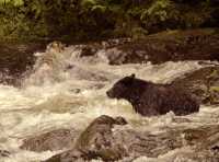 Black Bear Fishing, Haida Gwaii, British Columbia, Canada CM11-03