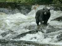 Black Bear Fishing, Haida Gwaii, British Columbia, Canada CM11-02