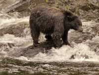Black Bear Fishing, Haida Gwaii, British Columbia, Canada CM11-01
