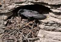 Raven Nest CM11-02