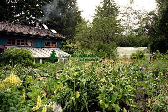 Rose Harbour, Susan"s Amazing Garden, Gwaii Haanas National Park Reserve, Haida Gwaii, British Columbia, Canada CM11-06 Rose Harbour, Susan"s Amazing Garden, Gwaii Haanas National Park Reserve, Haida Gwaii, British Columbia, Canada CM11-06