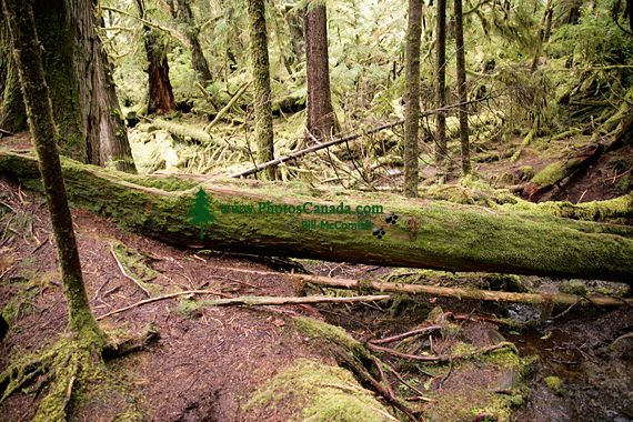 Rose Harbour, Unfinished Haida Canoe, Gwaii Haanas National Park Reserve, Haida Gwaii, British Columbia, Canada CM11-04