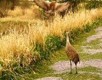 Highlight for Album: Sandhill Cranes Photos, Canadian Wildlife Stock Photos